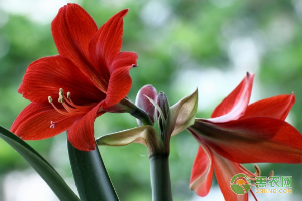 對對紅的養(yǎng)殖方法及養(yǎng)護(hù)技巧